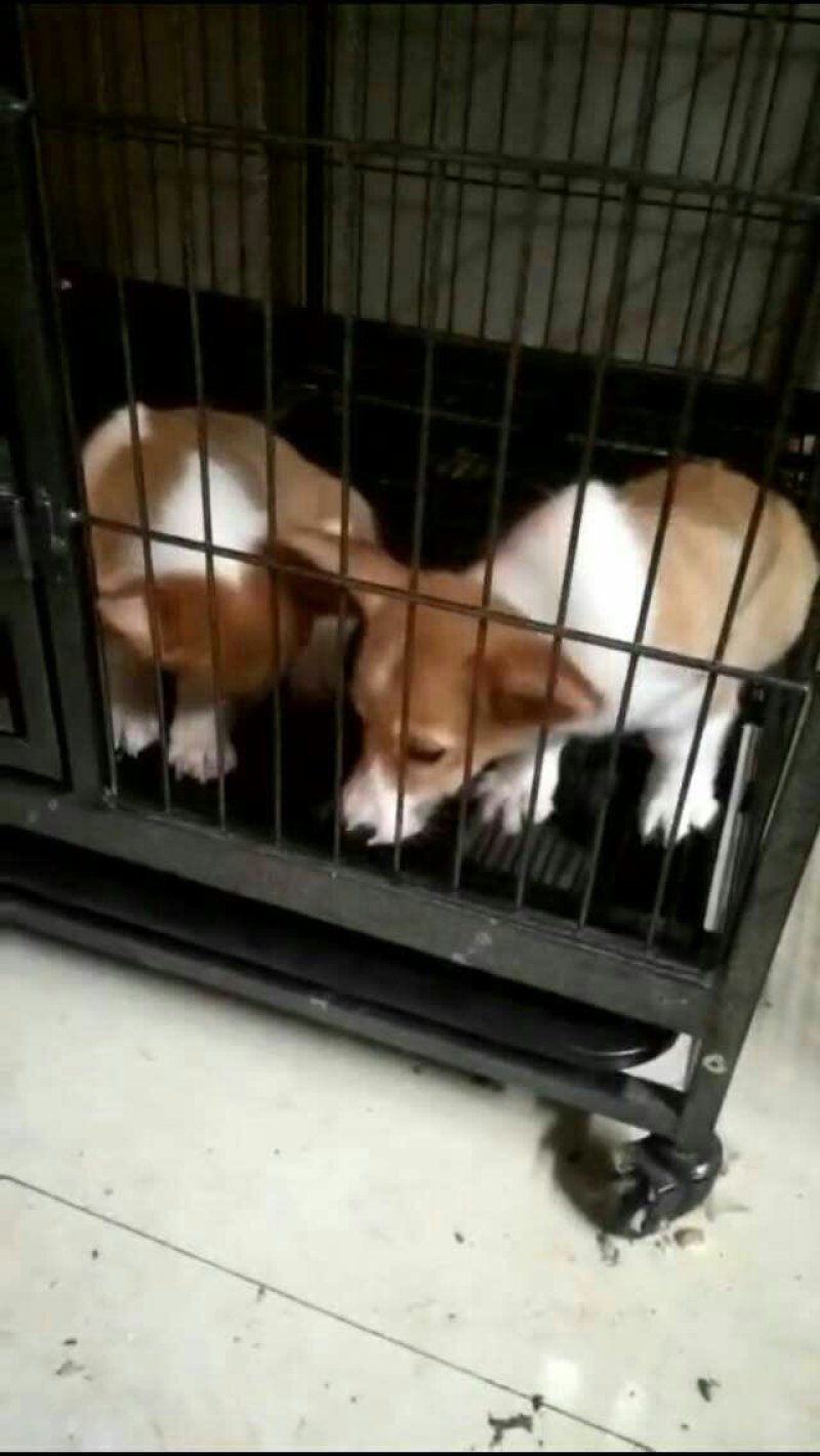 金毛柯基犬出售