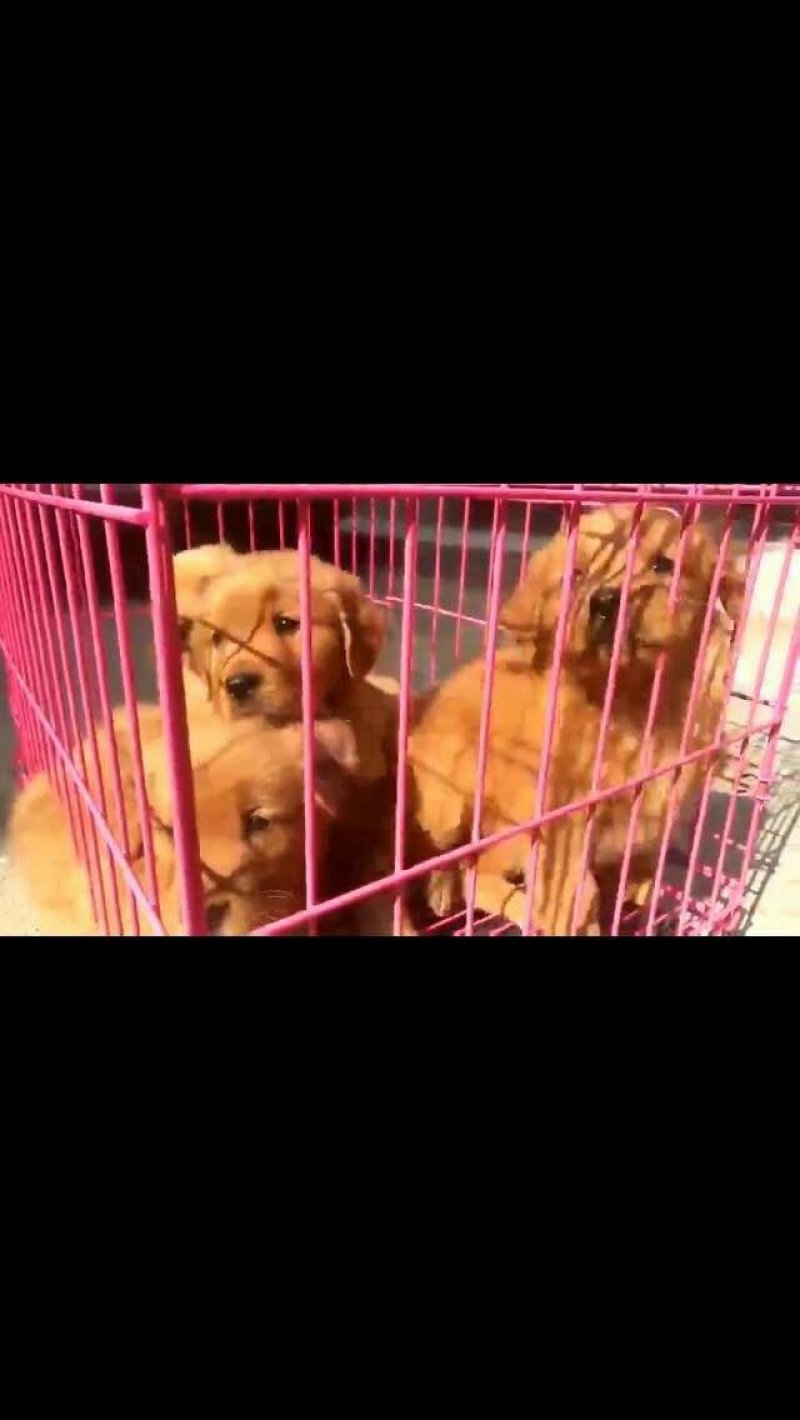 金毛柯基犬出售
