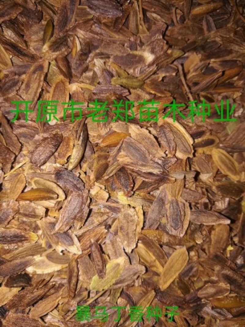 现种批发糖槭种子.丁香种子.京桃种子.榆叶梅种子.刺槐