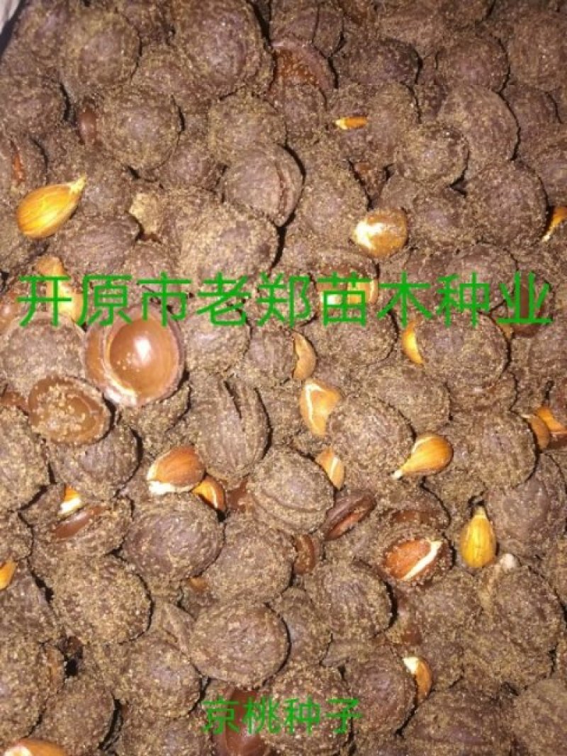 现种批发糖槭种子.丁香种子.京桃种子.榆叶梅种子.刺槐