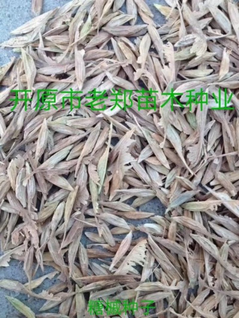 现种批发糖槭种子.丁香种子.京桃种子.榆叶梅种子.刺槐