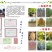 红叶李小苗.密枝红叶李小苗东北耐寒小苗批发量大优惠