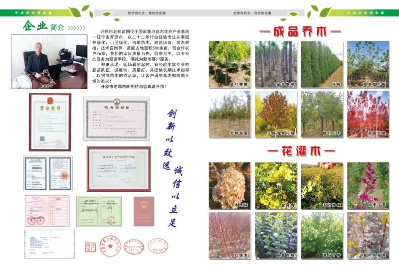 红叶李小苗.密枝红叶李小苗东北耐寒小苗批发量大优惠