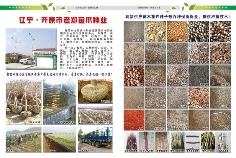 红叶李小苗.密枝红叶李小苗东北耐寒小苗批发量大优惠