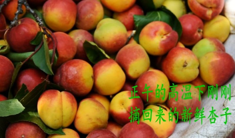 杏干