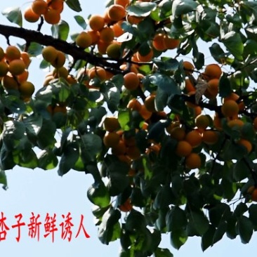 杏干