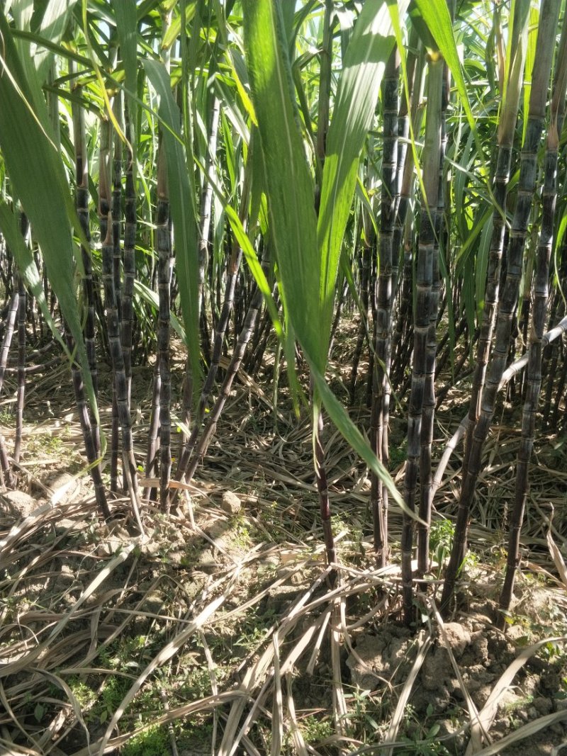 甘蔗