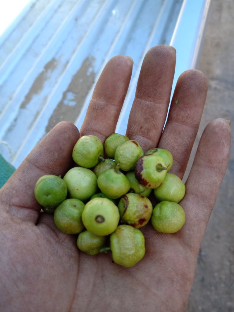酸枣草帽核