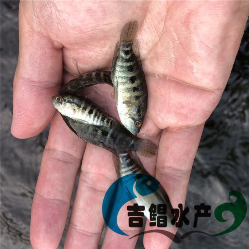 淡水石斑鱼鱼苗