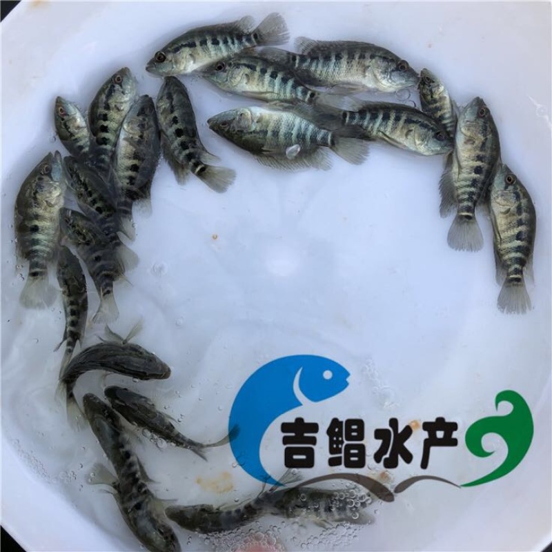淡水石斑鱼鱼苗