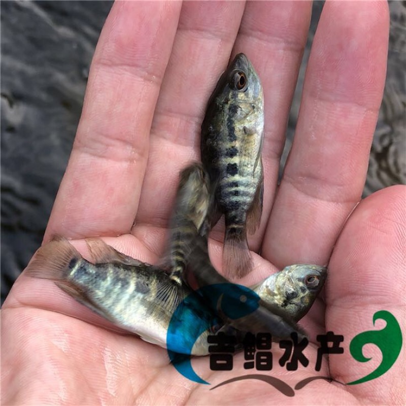 淡水石斑鱼鱼苗