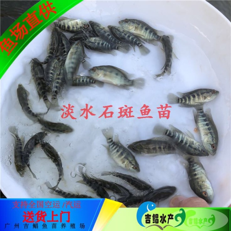 淡水石斑鱼鱼苗