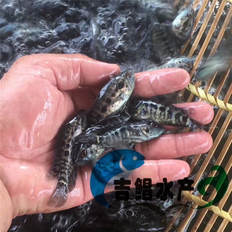 淡水石斑鱼鱼苗
