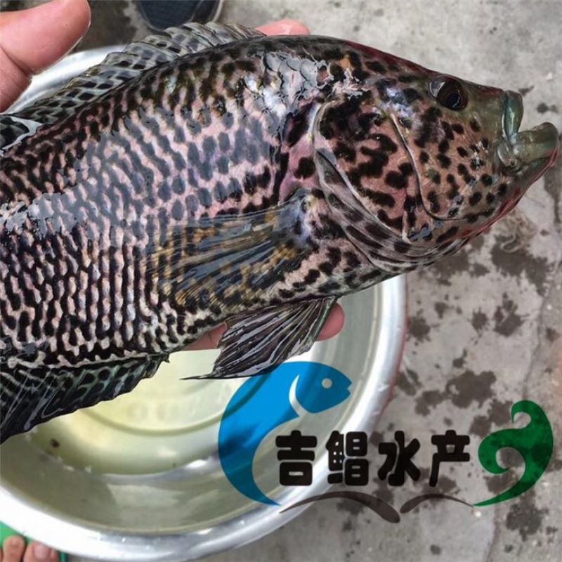 淡水石斑鱼鱼苗