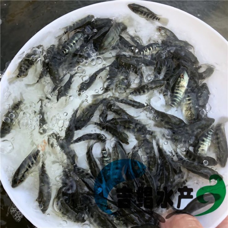 淡水石斑鱼鱼苗