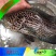 淡水石斑鱼鱼苗