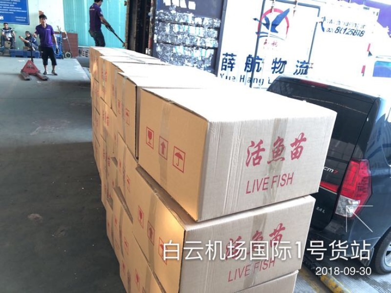 淡水石斑鱼鱼苗