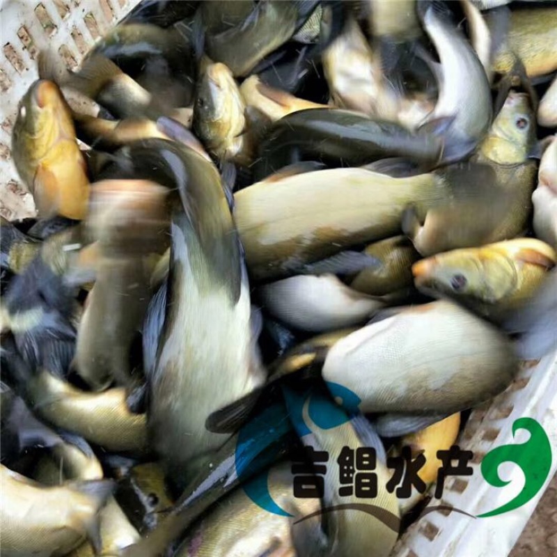 丁桂鱼丁桂鱼苗