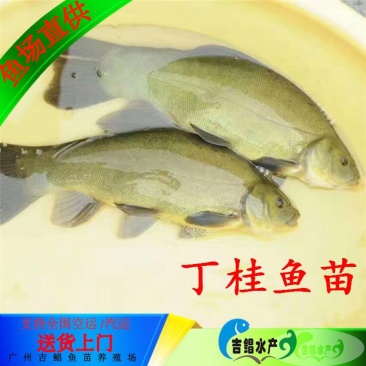 丁桂鱼丁桂鱼苗