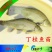 丁桂鱼丁桂鱼苗
