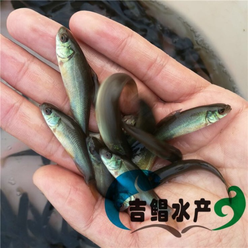 丁桂鱼丁桂鱼苗
