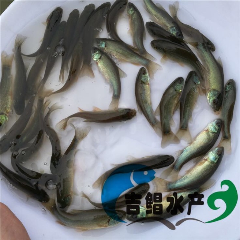 丁桂鱼丁桂鱼苗