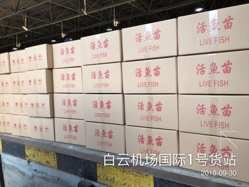 丁桂鱼丁桂鱼苗