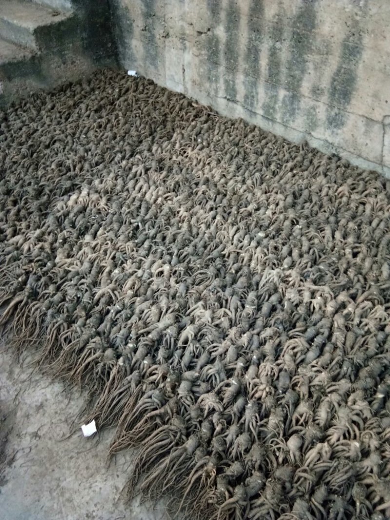 甘肃陇南药材种植基地