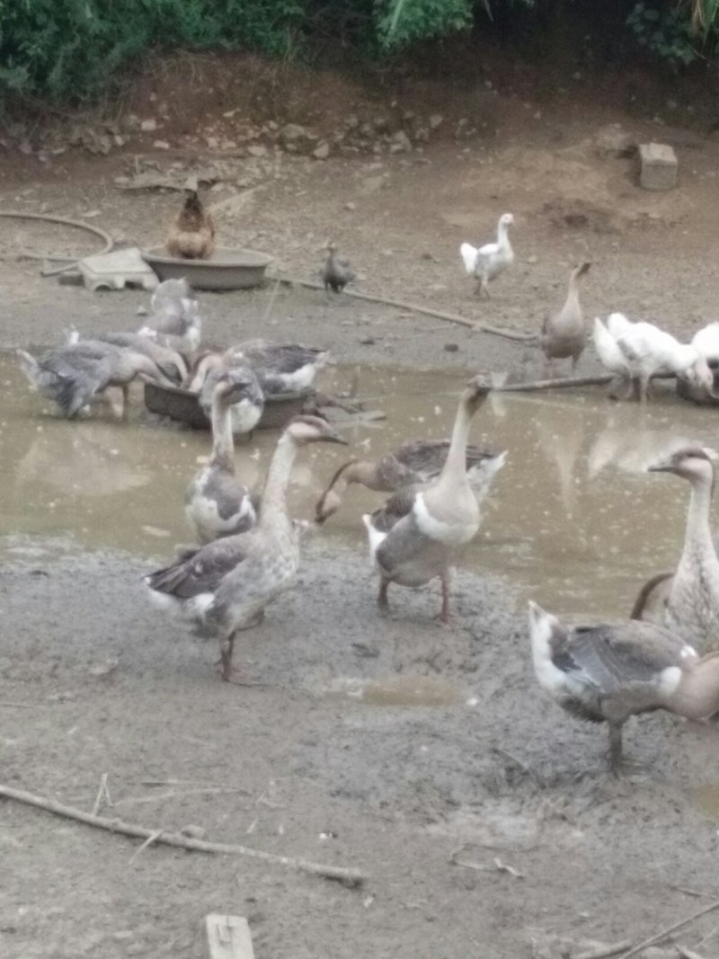 麻鹅