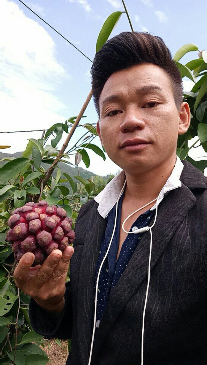 黑老虎布福娜果营养价值特别高果肉鲜美