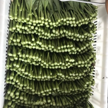 广东菜心