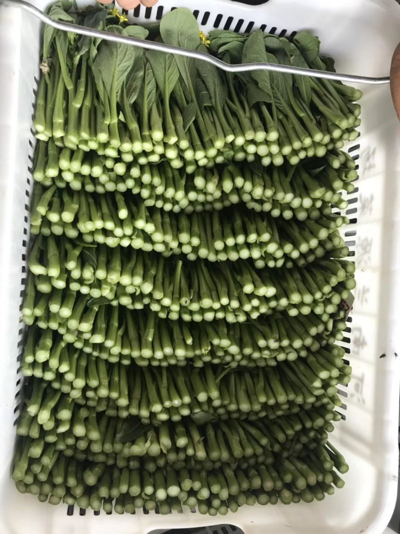 广东菜心