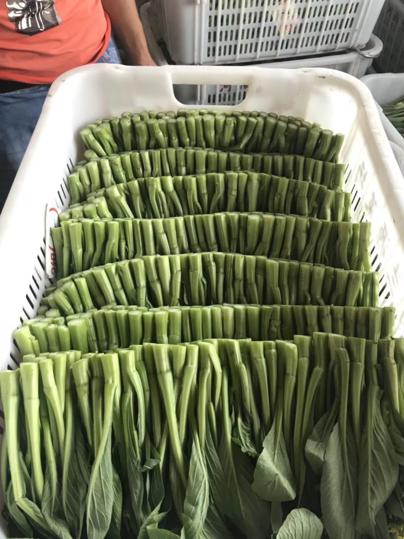 广东菜心