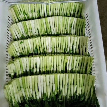 有机广东菜心，香菜，迟菜