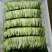 有机广东菜心，香菜，迟菜
