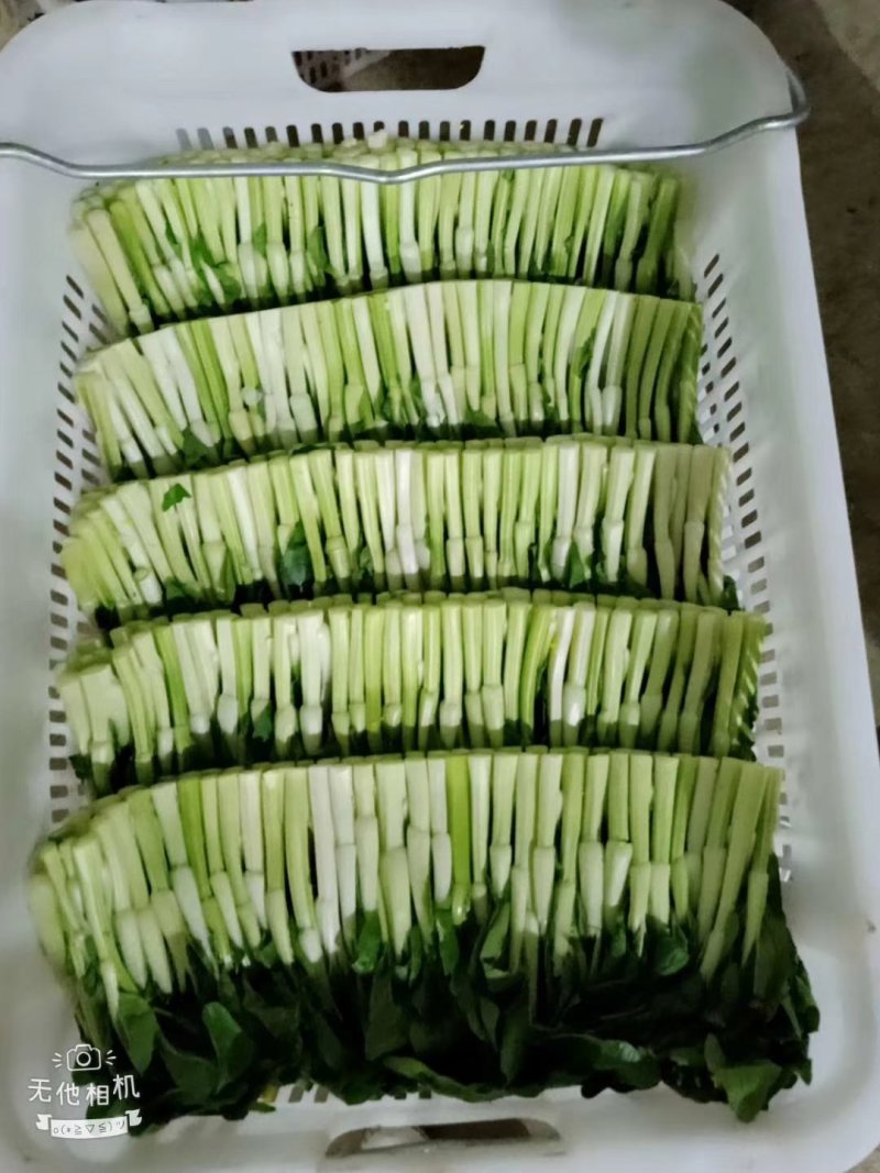 有机广东菜心，香菜，迟菜