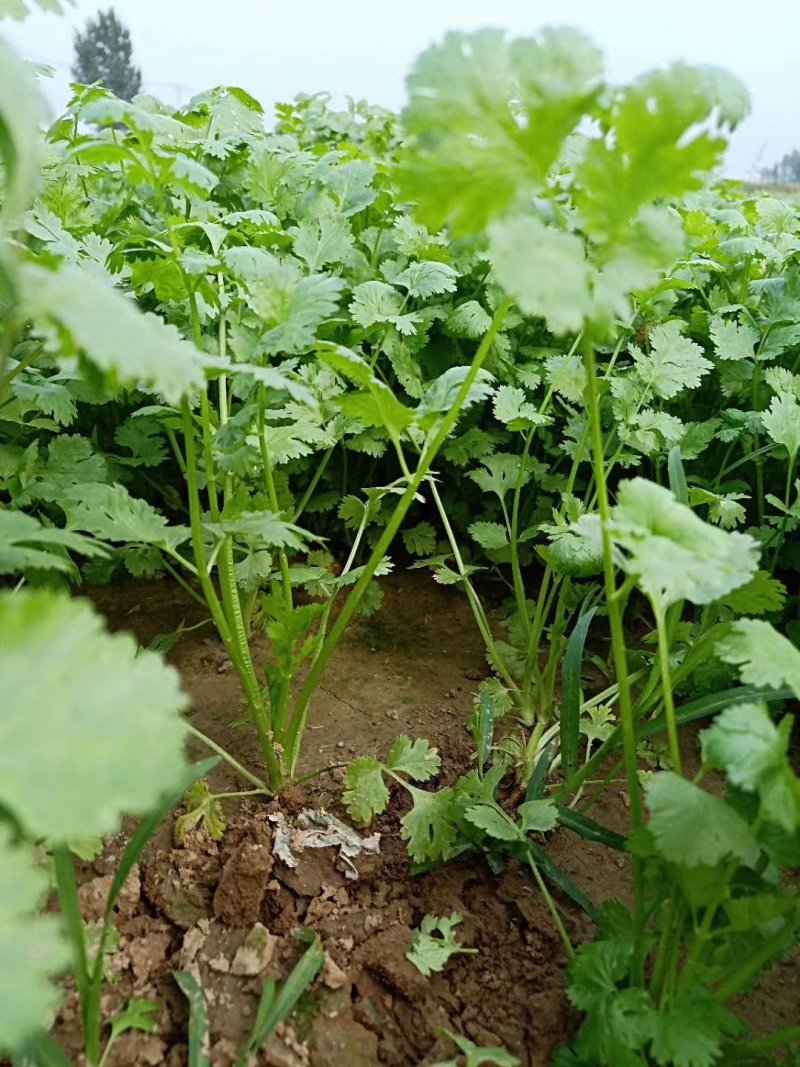 有机广东菜心，香菜，迟菜