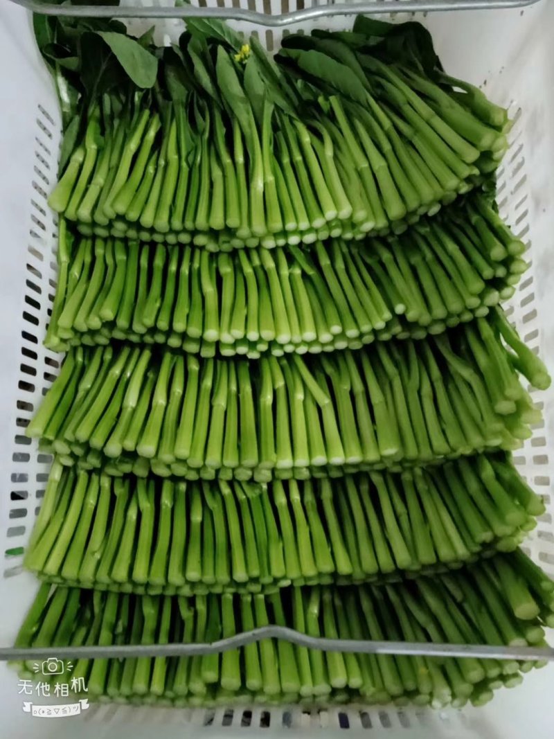有机广东菜心，香菜，迟菜