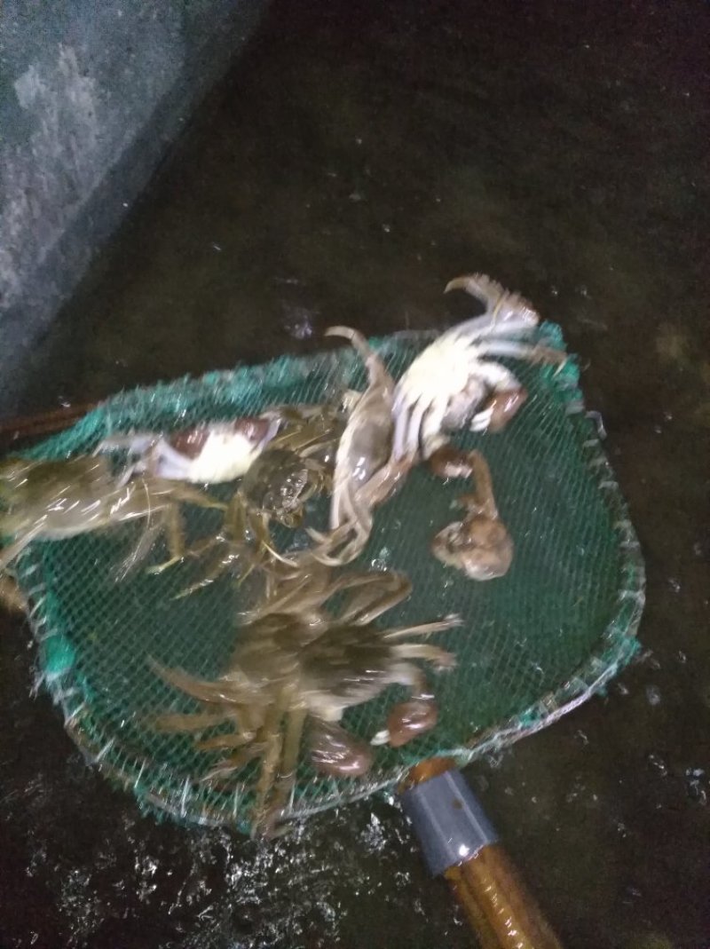 梭子蟹大闸蟹