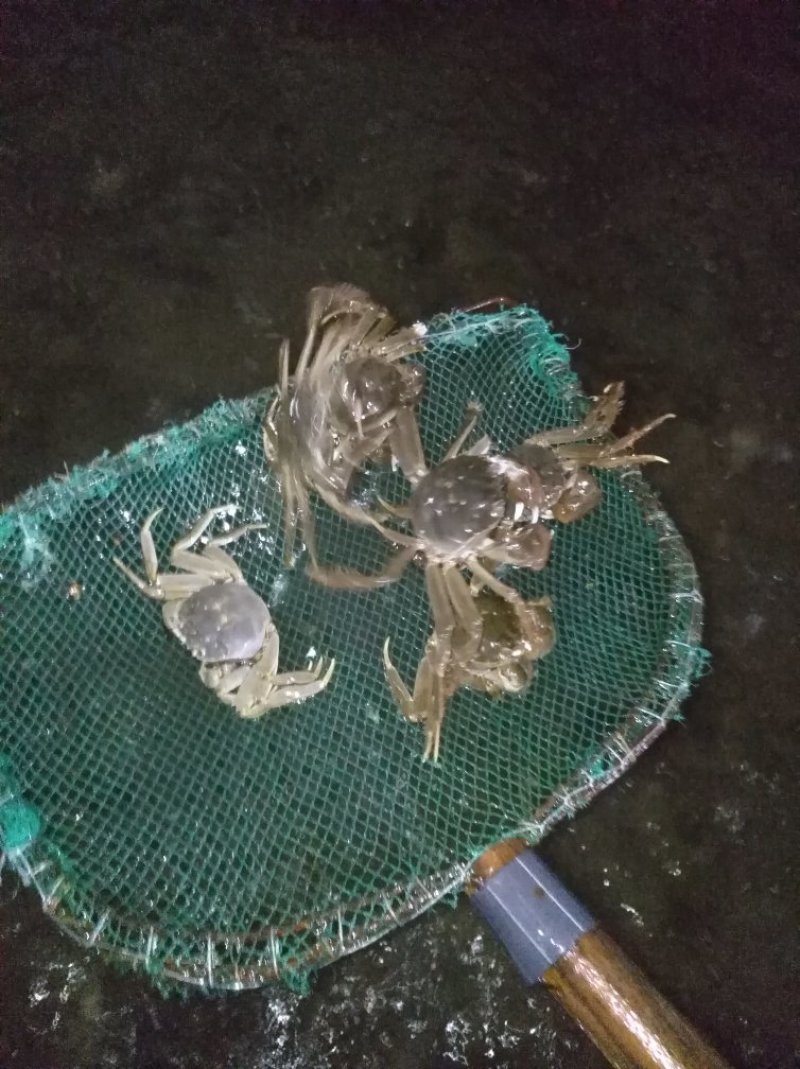 梭子蟹大闸蟹
