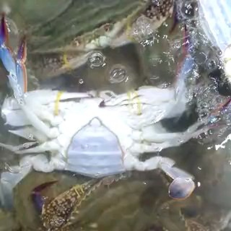 梭子蟹大闸蟹