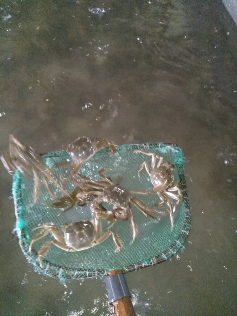 梭子蟹大闸蟹