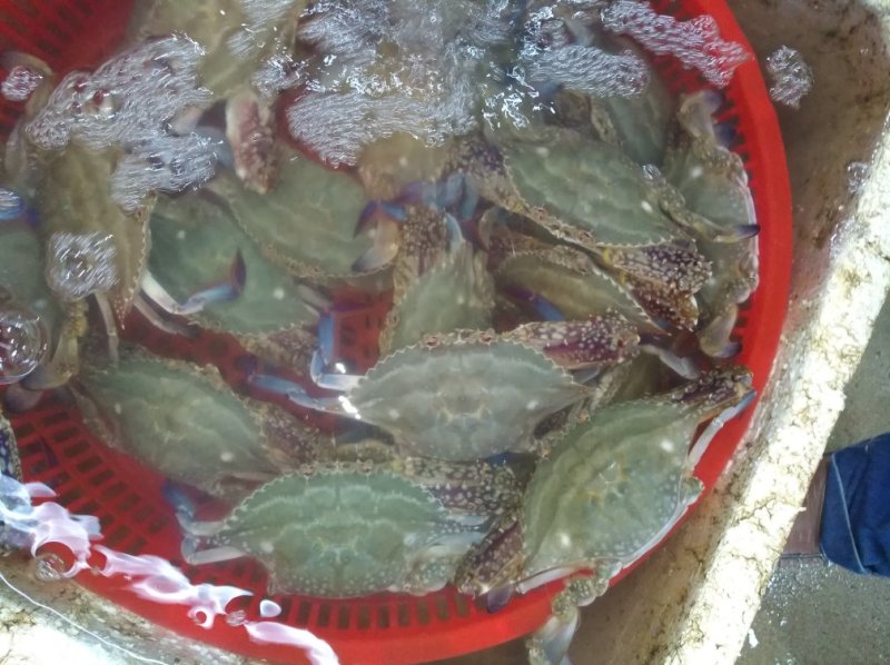 梭子蟹大闸蟹