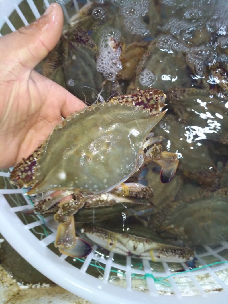 梭子蟹大闸蟹