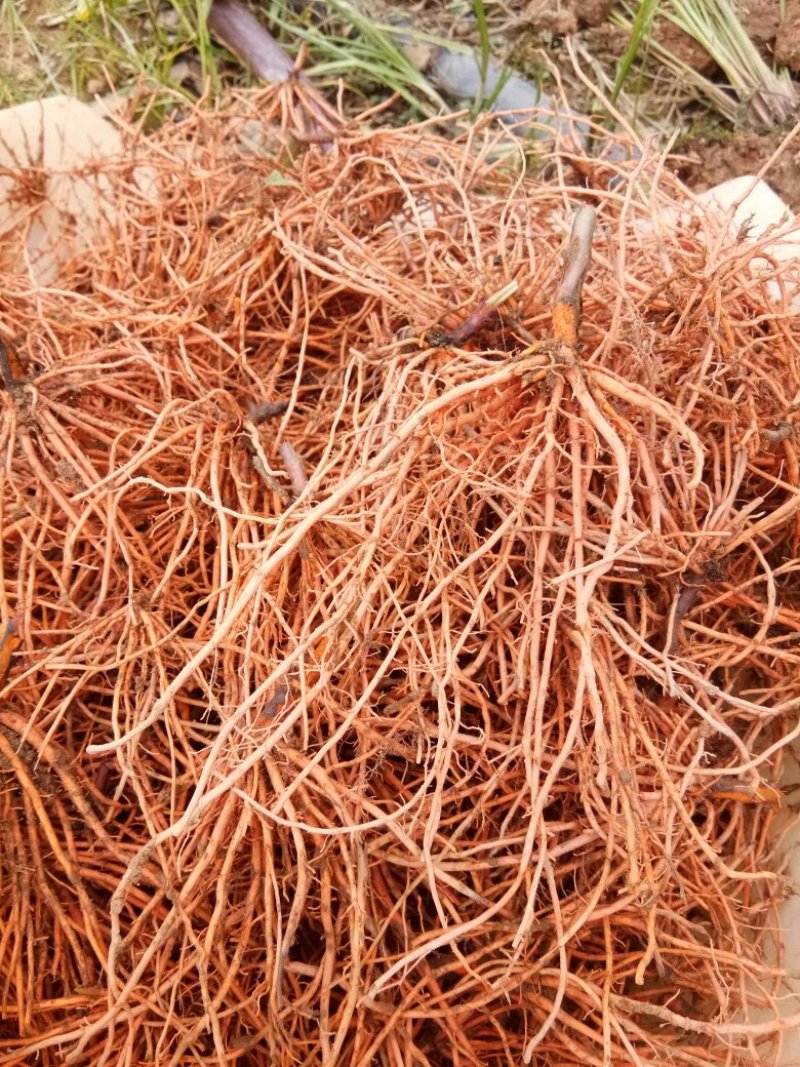 新鲜红根野蚕豆根出售了，