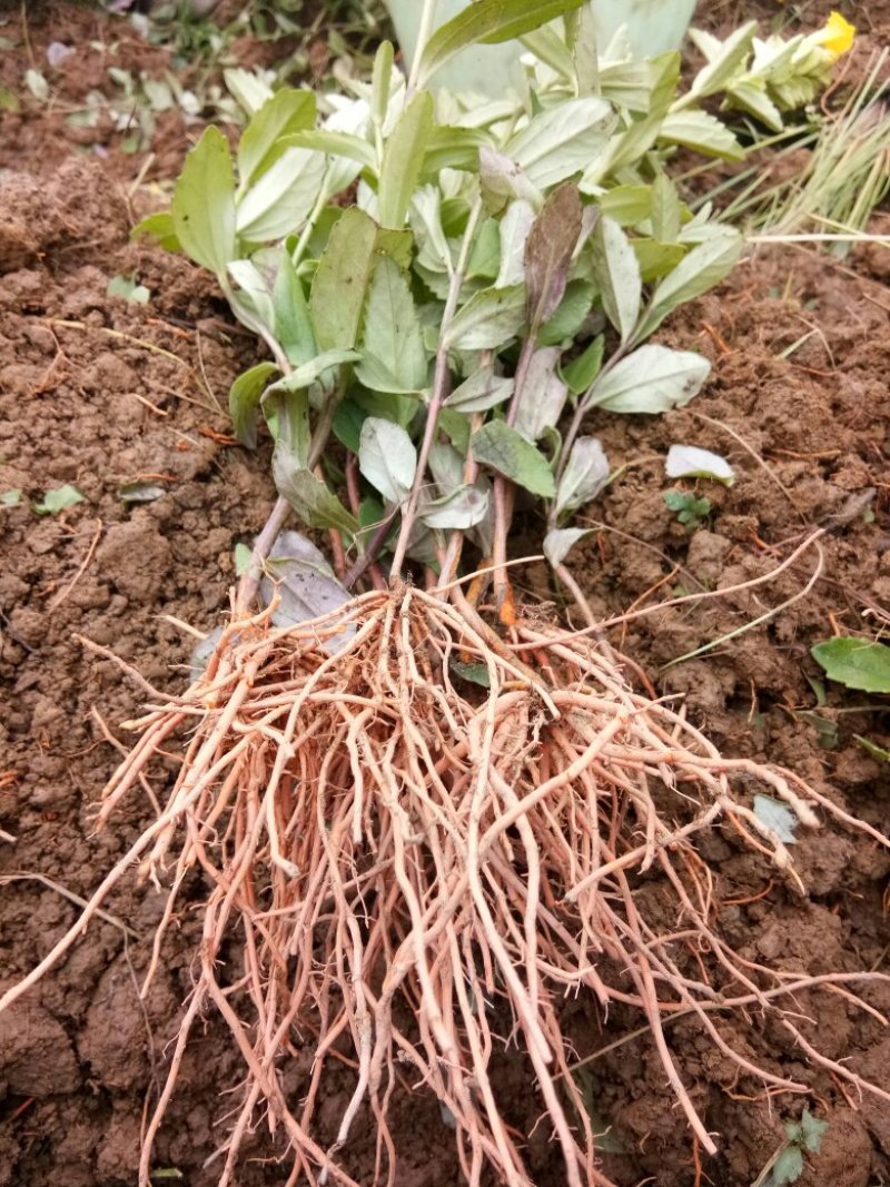 新鲜红根野蚕豆根出售了，