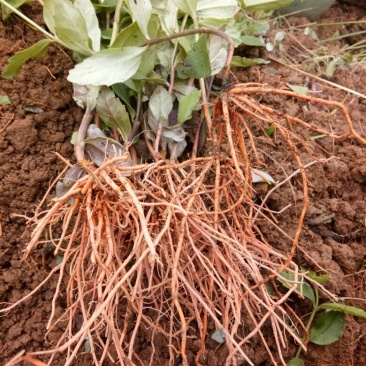 新鲜红根野蚕豆根出售了，