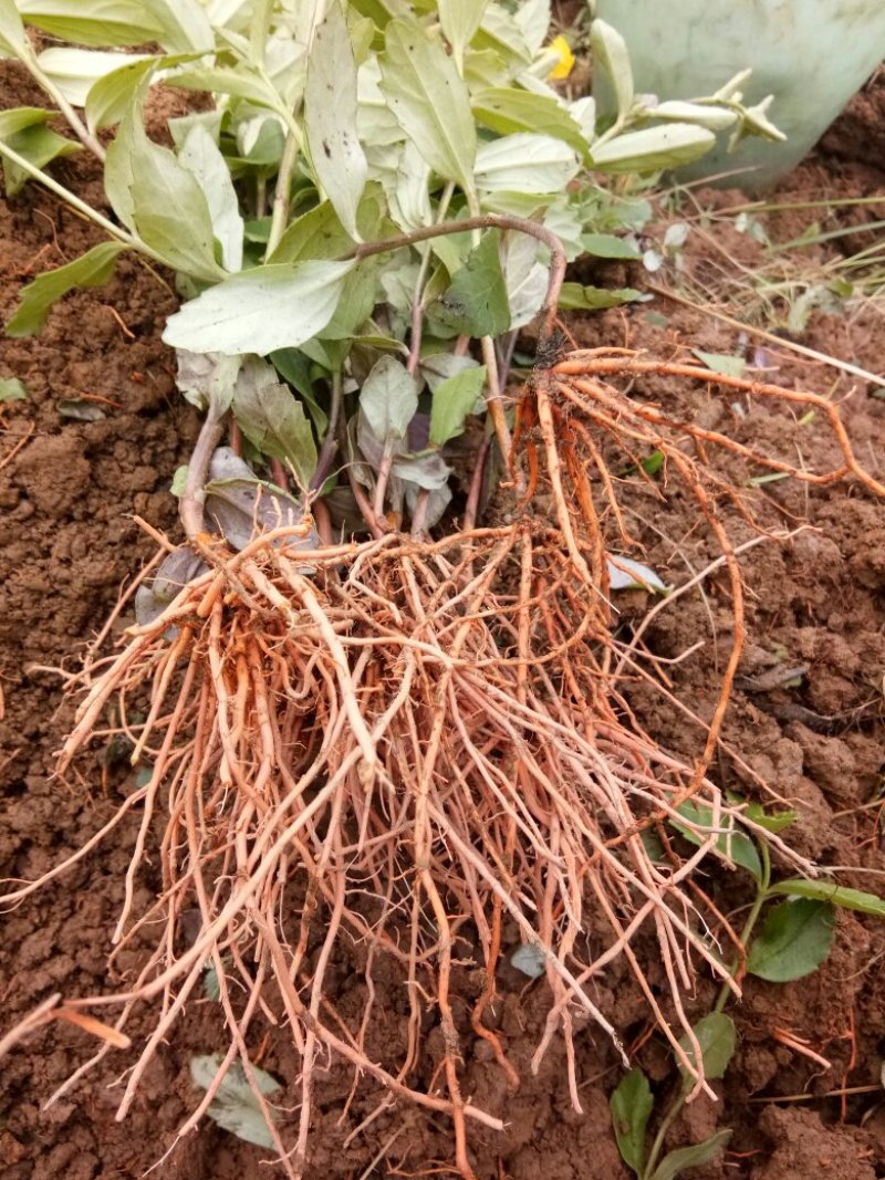 新鲜红根野蚕豆根出售了，