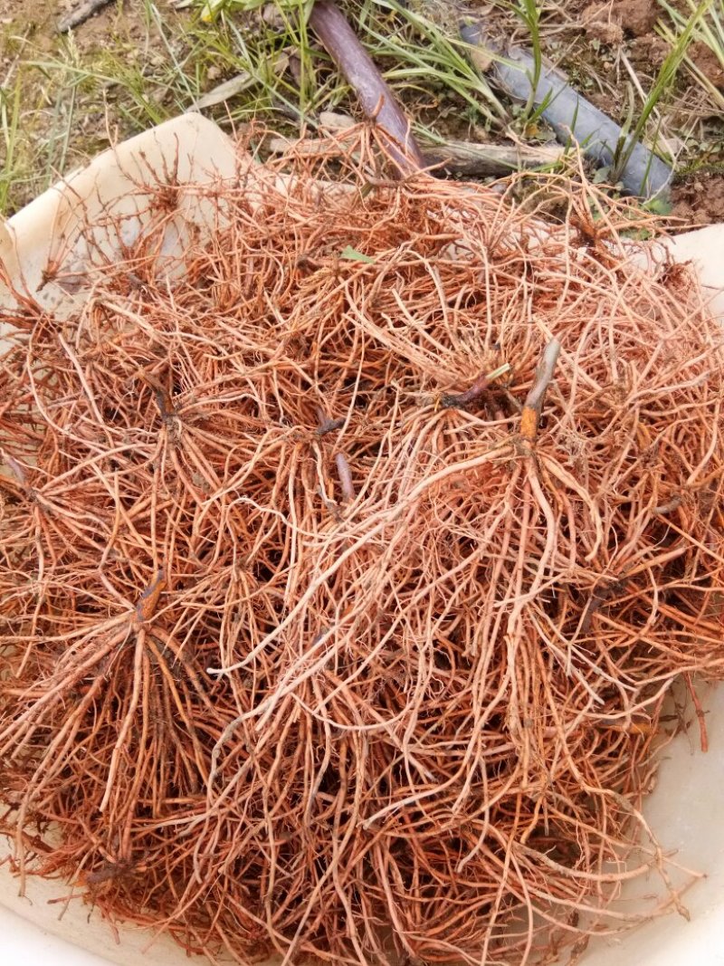 新鲜红根野蚕豆根出售了，