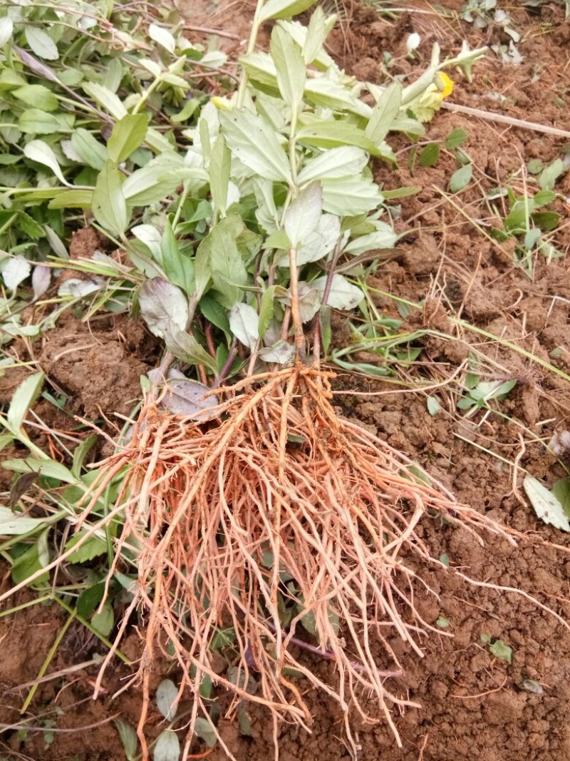 新鲜红根野蚕豆根出售了，